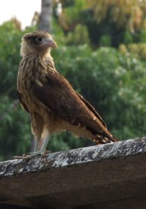 Contempla una gran variedad de aves - Hotel & Restaurante Parador del Gitano - Nápoles - Doradal - Rio claro