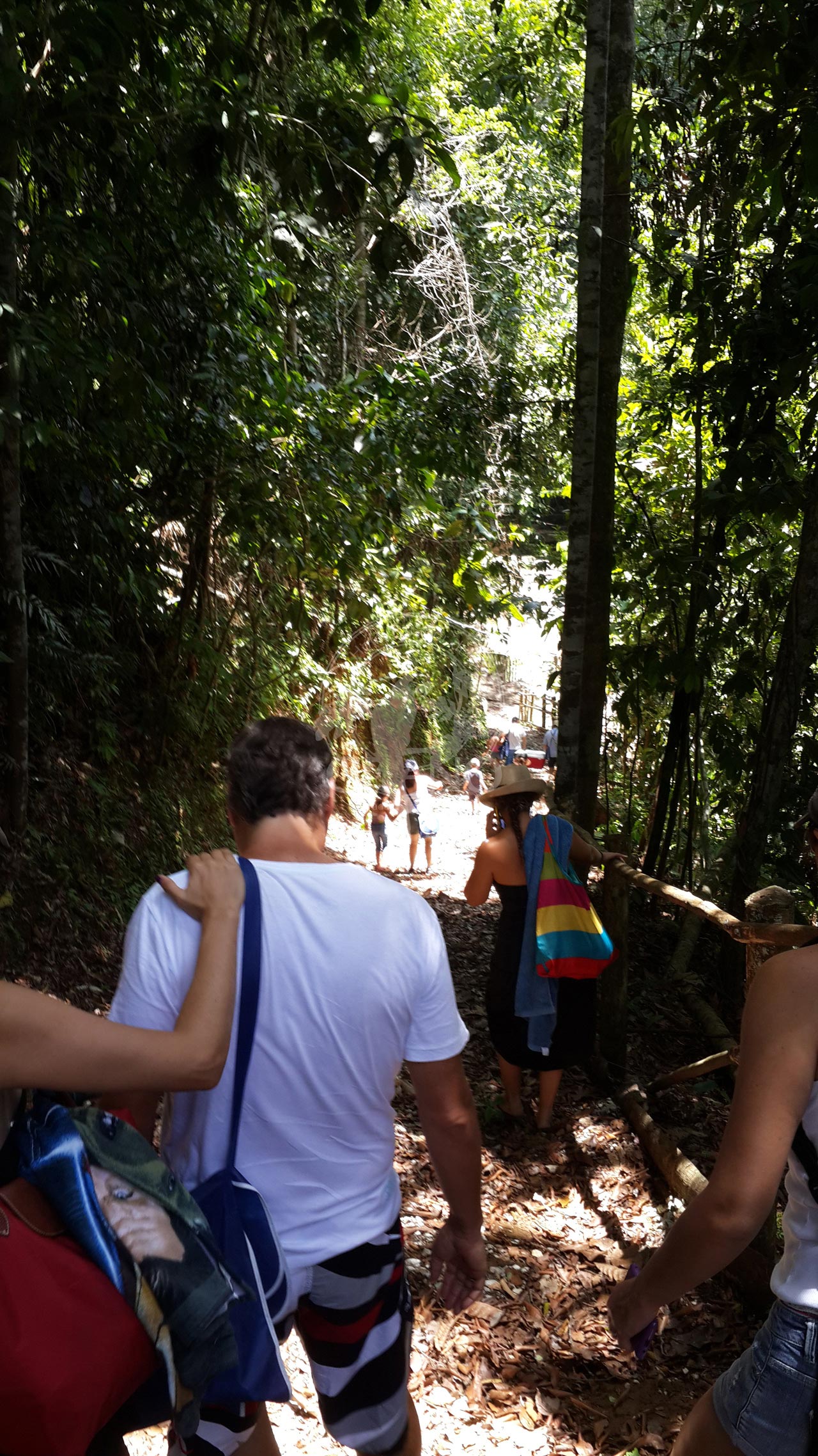 Expedición de bosques en familia - Hotel & Restaurante Parador del Gitano - Nápoles - Doradal - Rio claro