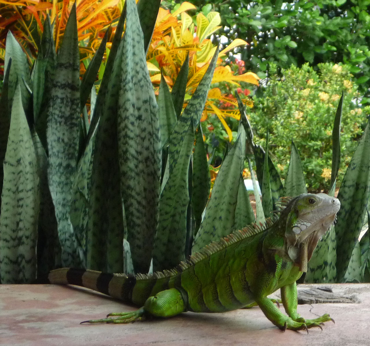 La flora y fauna se mezclan - Hotel & Restaurante Parador del gitano - Nápoles - Doradal - Rio claro