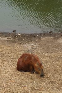 Especies exóticas te asombraran - Parque Temático Hacienda Nápoles - Hotel & Restaurante Parador del Gitano - Nápoles - Doradal -Rio claro