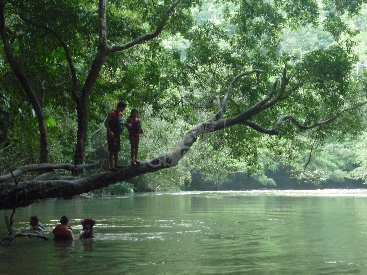 Los niños asumen retos - Salto desde un árbol - Hotel Restaurante Parador del Gitano - Nápoles - Doradal - Rio claro